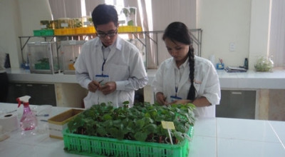 融入全球经济的背景下为农业破解难题(二):探寻增强越南农产品竞争力之道 ảnh 1 融入全球经济的背景下为农业破解难题(二):探寻增强越南农产品竞争力之道 ảnh 1