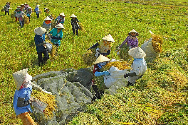 打破农村贫困恶性循环 ảnh 1 打破农村贫困恶性循环 ảnh 1