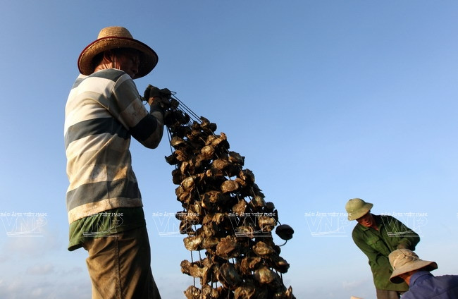 广宁省茶古水产养殖业 ảnh 8