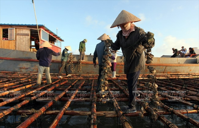 广宁省茶古水产养殖业 ảnh 3