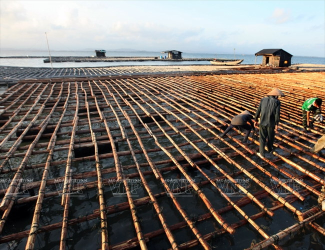 广宁省茶古水产养殖业 ảnh 2