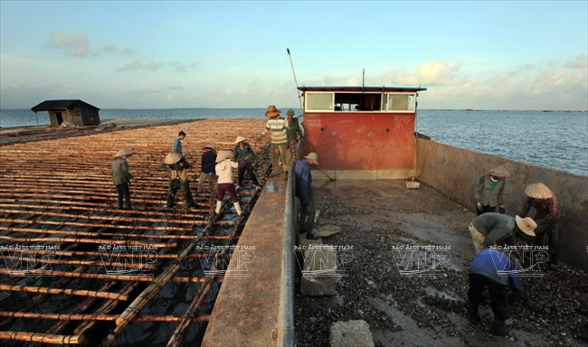 广宁省茶古水产养殖业 ảnh 1