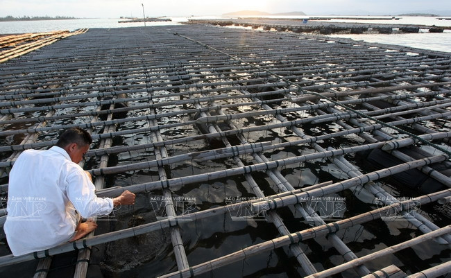 广宁省茶古水产养殖业 ảnh 9