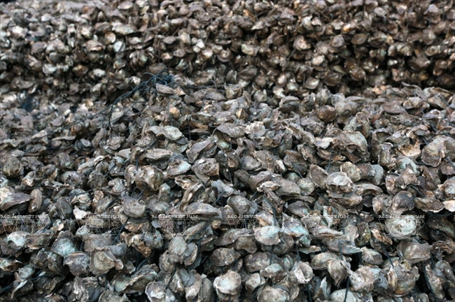 广宁省茶古水产养殖业 ảnh 5