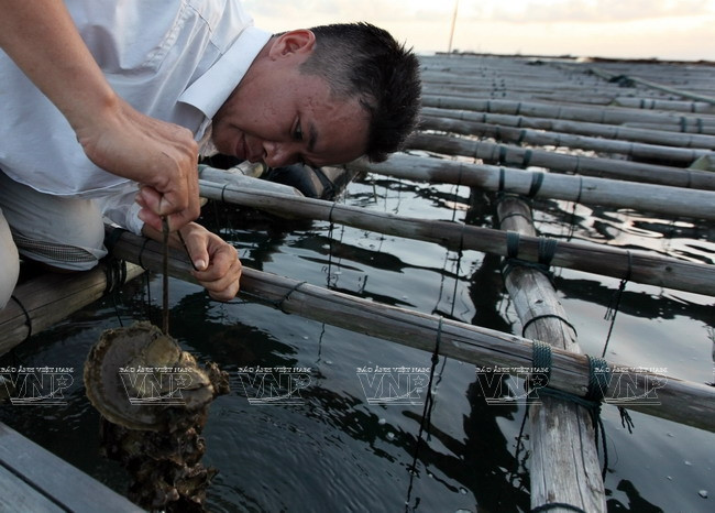 广宁省茶古水产养殖业 ảnh 6