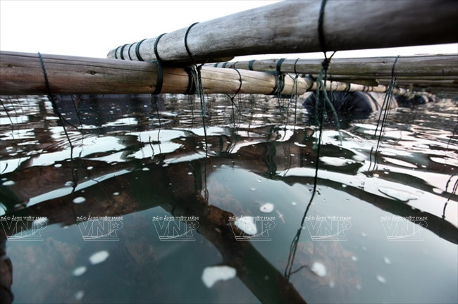 广宁省茶古水产养殖业 ảnh 4