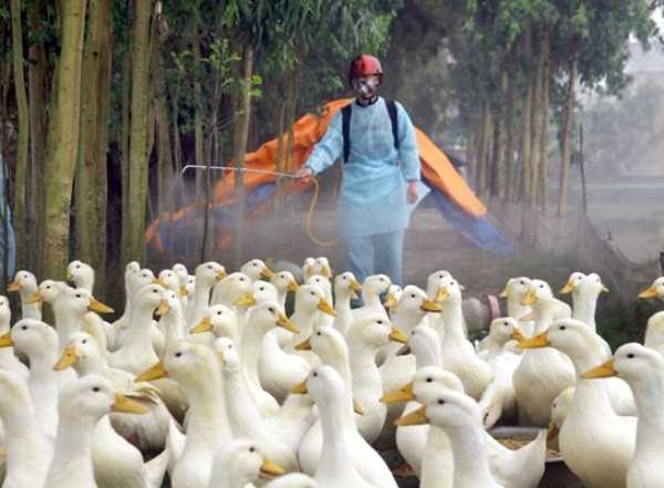 马来西亚与泰国开展2016年度防范禽流感联合演习 ảnh 1