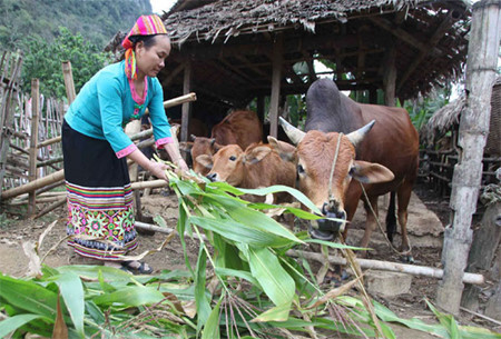 山区经济社会发展扶持政策所取得的效果 ảnh 1 山区经济社会发展扶持政策所取得的效果 ảnh 1