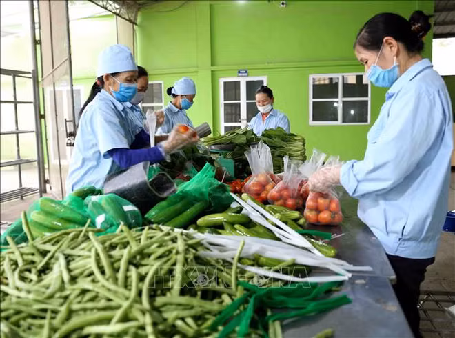 越南合作社联盟促进农产品供需对接 ảnh 1