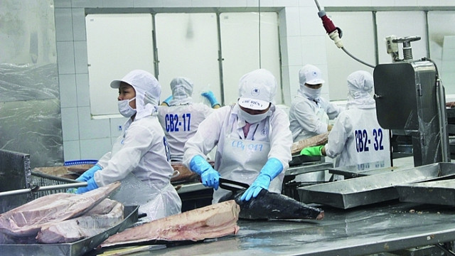 越南金枪鱼对许多主要市场的出口额大幅下降 ảnh 1 越南金枪鱼对许多主要市场的出口额大幅下降 ảnh 1