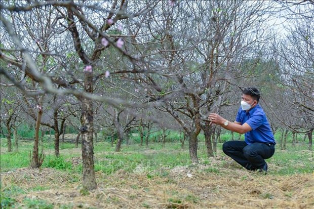 新春佳节即将来临 探访清化省“淡红桃花首府” ảnh 1