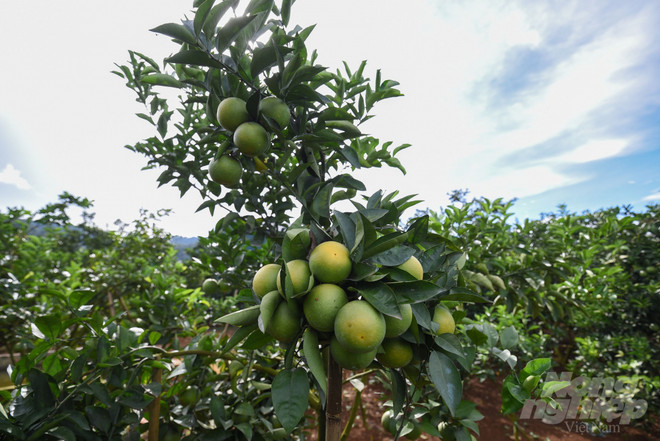 山罗省着力解决困难扩宽农产品销路 ảnh 1 山罗省着力解决困难扩宽农产品销路 ảnh 1