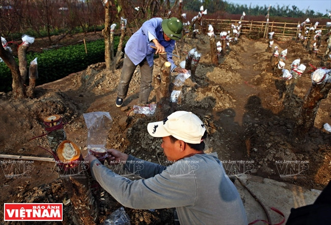 日新桃花复种季节 ảnh 7