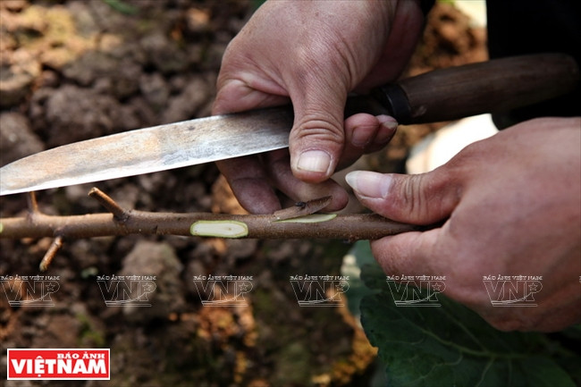 日新桃花复种季节 ảnh 3