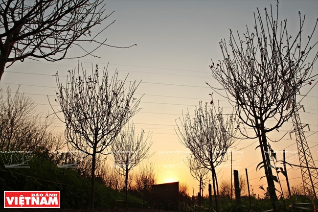 日新桃花复种季节 ảnh 2