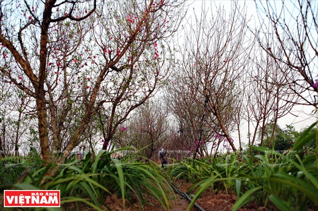 日新桃花复种季节 ảnh 1