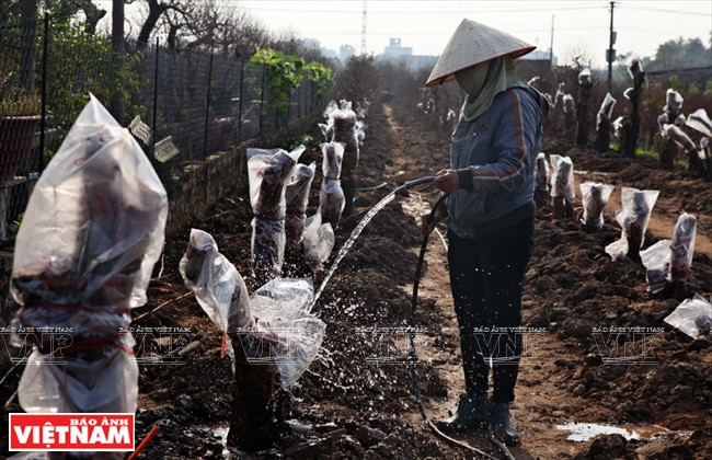 日新桃花复种季节 ảnh 9