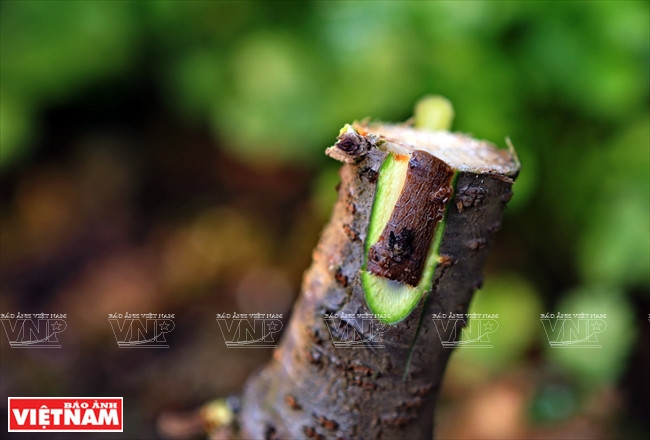 日新桃花复种季节 ảnh 5