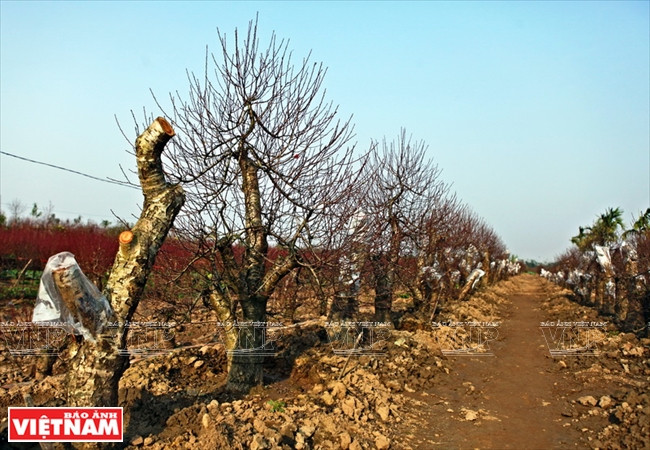 日新桃花复种季节 ảnh 10