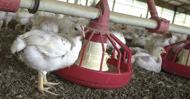 越南各省采取多项举措 严防禽流感疫情 ảnh 1