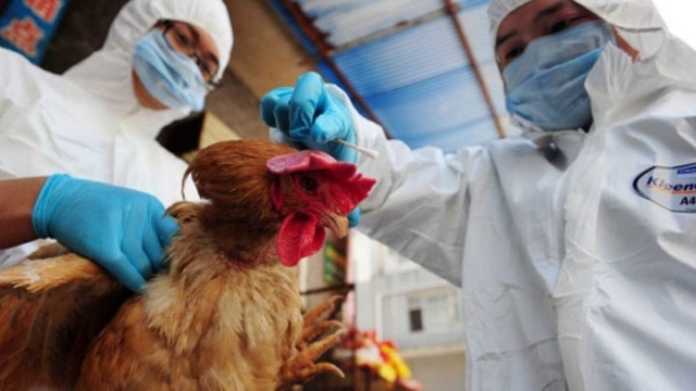 中国广西新增2例H7N9病例 越南高度重视防控工作 ảnh 1