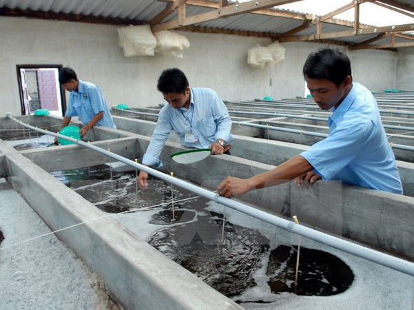 茶荣省高新技术虾苗繁育中心正式动工兴建 ảnh 1