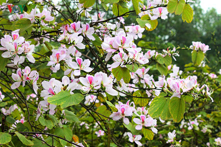 河内人心中的西北地区之美 ảnh 1 河内人心中的西北地区之美 ảnh 1