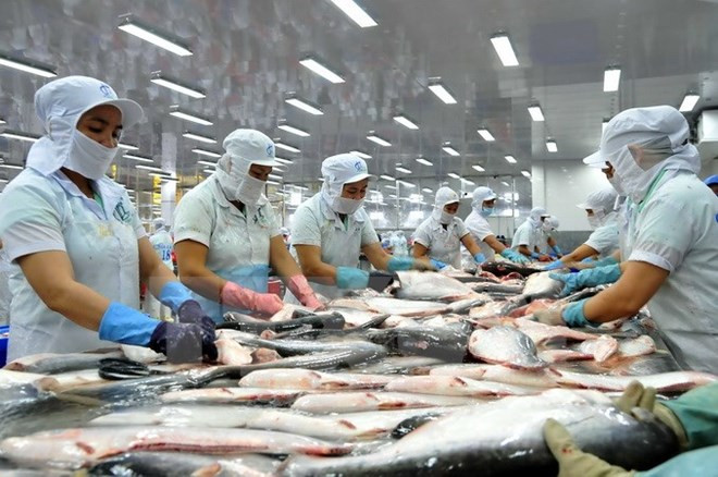 越南查鱼出口企业应集中开发亚洲市场 ảnh 1 越南查鱼出口企业应集中开发亚洲市场 ảnh 1