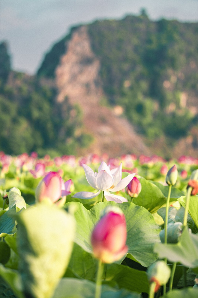 组图:宁平省在秋季盛开的荷花池令人惊叹 ảnh 3 组图:宁平省在秋季盛开的荷花池令人惊叹 ảnh 3