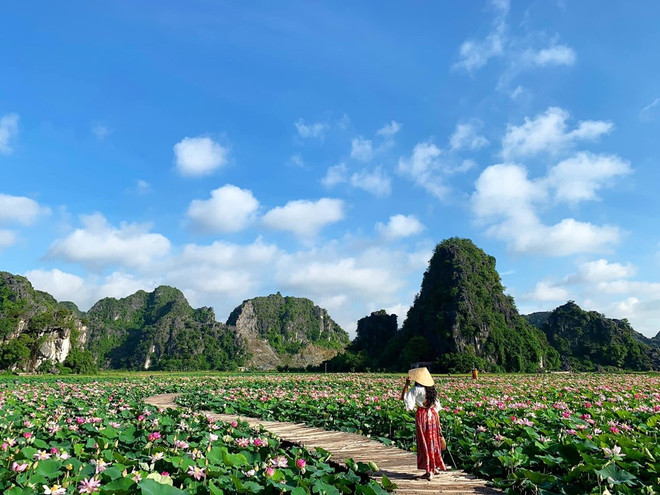 组图:宁平省在秋季盛开的荷花池令人惊叹 ảnh 9 组图:宁平省在秋季盛开的荷花池令人惊叹 ảnh 9