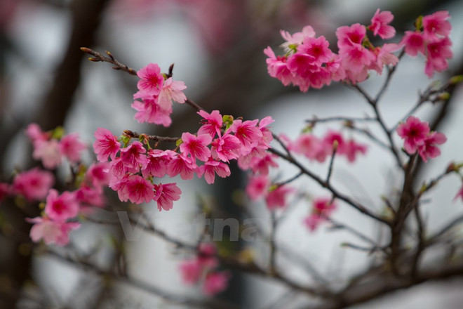 200棵日本樱花树将在河内市和平公园种植 ảnh 1 200棵日本樱花树将在河内市和平公园种植 ảnh 1
