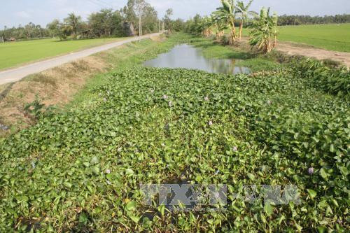 茶荣省旱情严重1.3万户家庭受灾 ảnh 1 茶荣省旱情严重1.3万户家庭受灾 ảnh 1