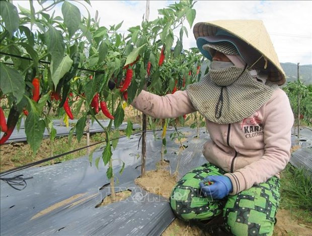 宁顺省加强国际合作 促进少数民族同胞经济社会发展 ảnh 2
