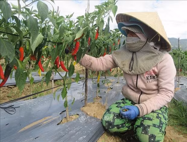 宁顺省加强国际合作 促进少数民族同胞经济社会发展 ảnh 2 宁顺省加强国际合作 促进少数民族同胞经济社会发展 ảnh 2