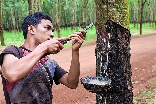 泰国橡胶价格攀升 ảnh 1 泰国橡胶价格攀升 ảnh 1