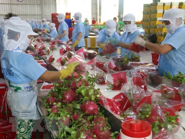 越南努力加强对中国的农产品出口 ảnh 1 越南努力加强对中国的农产品出口 ảnh 1