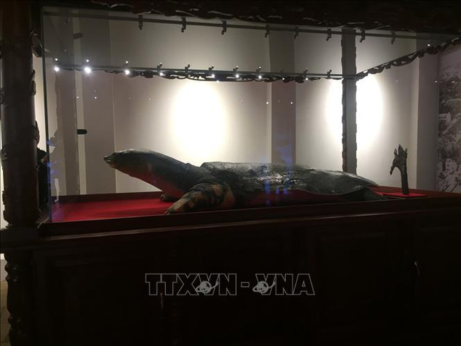 还剑湖巨龟标本在河内市玉山祠展出 ảnh 2 还剑湖巨龟标本在河内市玉山祠展出 ảnh 2