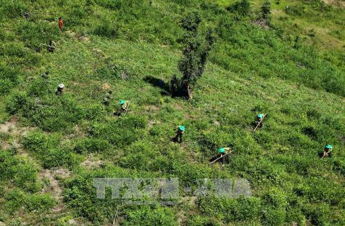 2020年承天顺化省森林覆盖率将达57% ảnh 1 2020年承天顺化省森林覆盖率将达57% ảnh 1