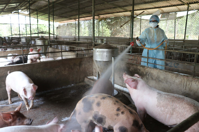 越南农业与农村发展部长:尽最大努力防止非洲猪瘟扩散到南方地区 ảnh 1 越南农业与农村发展部长:尽最大努力防止非洲猪瘟扩散到南方地区 ảnh 1