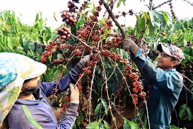 多措并举提升越南咖啡价值 ảnh 2