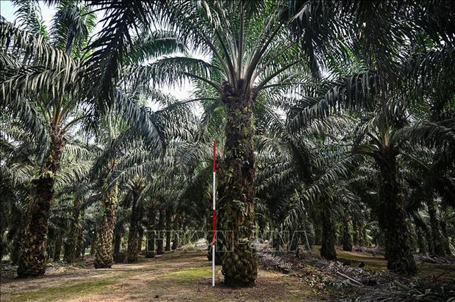 印尼考虑抵制欧盟的飞机和其他产品 ảnh 1