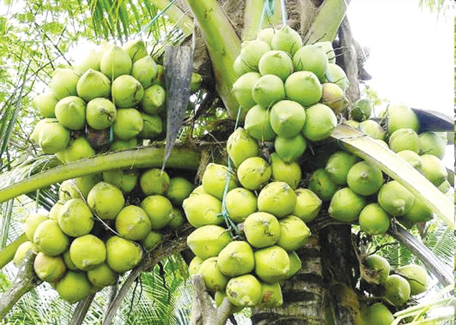 努力推动九龙江三角洲椰子行业可持续 ảnh 2 努力推动九龙江三角洲椰子行业可持续 ảnh 2