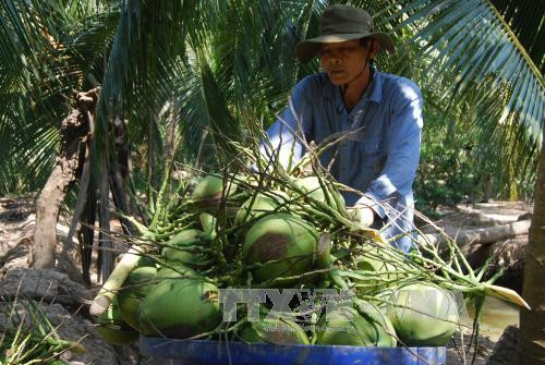 努力推动九龙江三角洲椰子行业可持续 ảnh 1 努力推动九龙江三角洲椰子行业可持续 ảnh 1