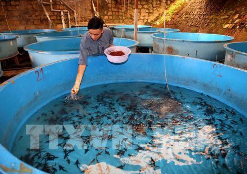 林同省注重发展冷水鱼产业 力争实现2022年冷水鱼产量达2万吨 ảnh 2 林同省注重发展冷水鱼产业 力争实现2022年冷水鱼产量达2万吨 ảnh 2