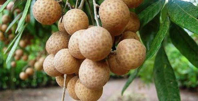 山萝省龙眼销往全球多个高端市场 ảnh 1