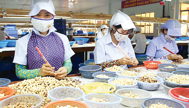 越南对中国出口的腰果出口猛增 ảnh 2 越南对中国出口的腰果出口猛增 ảnh 2