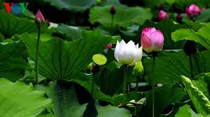 同塔以莲花打造旅游品牌 ảnh 1