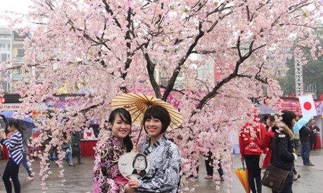 2016年下龙樱花节将于本月18日开幕 ảnh 1 2016年下龙樱花节将于本月18日开幕 ảnh 1