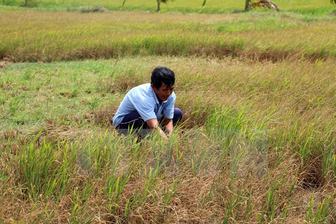 越南九龙江三角洲多地遭旱灾和海水入侵 金瓯省陷入一级干旱 ảnh 4 越南九龙江三角洲多地遭旱灾和海水入侵 金瓯省陷入一级干旱 ảnh 4