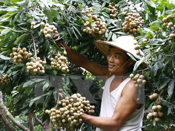 越南蔬果成功进军世界许多苛刻市场 ảnh 1 越南蔬果成功进军世界许多苛刻市场 ảnh 1